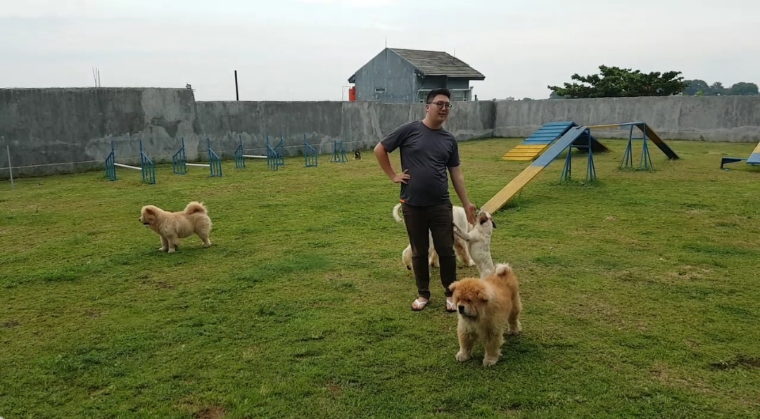 Doggotopia