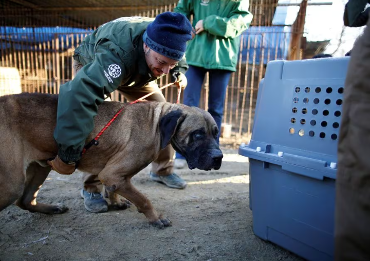 Petugas penyelamat dari Humane Society International menyelamatkan seekor anjing di peternakan daging anjing di Wonju, Korea Selatan, 10 Januari 2017. REUTERS/Kim Hong-Ji/File Foto Memperoleh Hak Lisensi