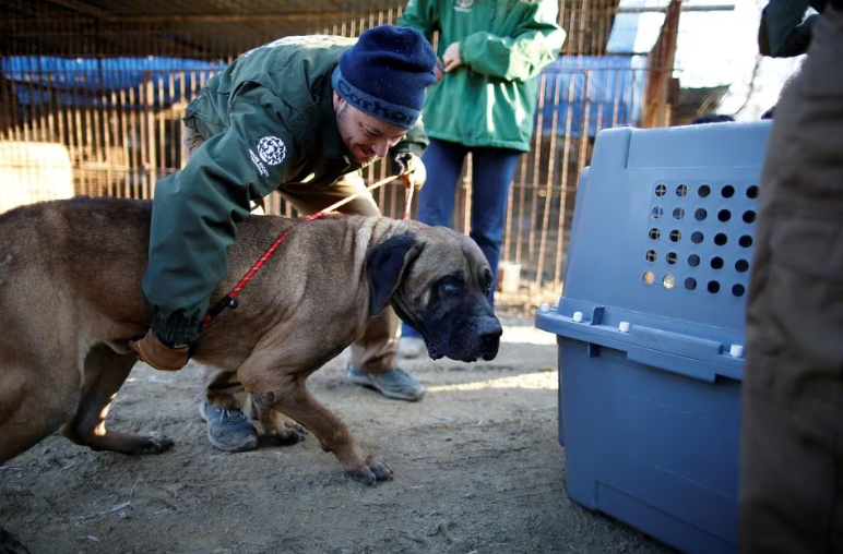 Petugas penyelamat dari Humane Society International menyelamatkan seekor anjing di peternakan daging anjing di Wonju, Korea Selatan, 10 Januari 2017. REUTERS/Kim Hong-Ji/File Foto Memperoleh Hak Lisensi