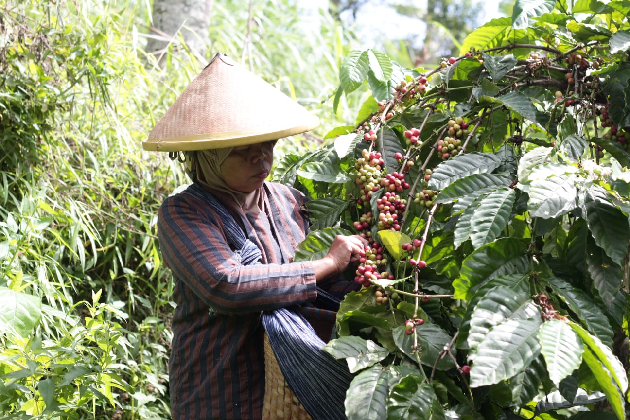 Kebun kopi lerep