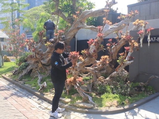 Fosil Kayu 