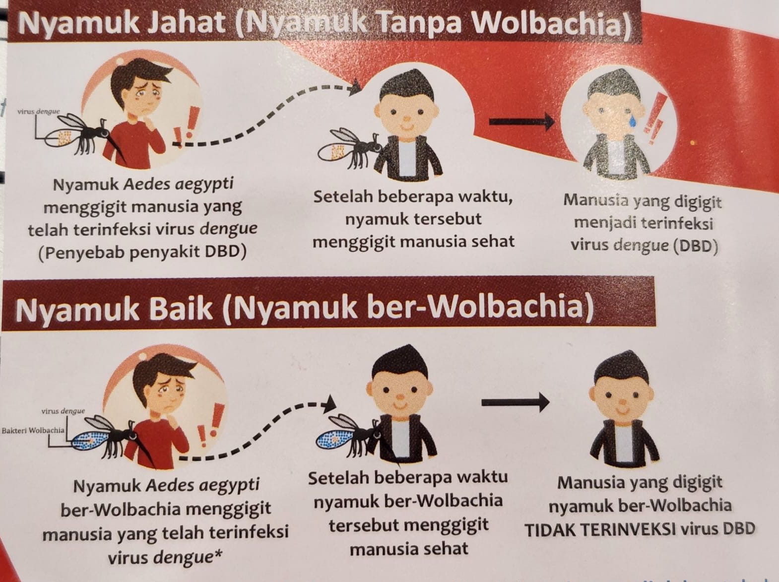 Nyamuk Wolbachia