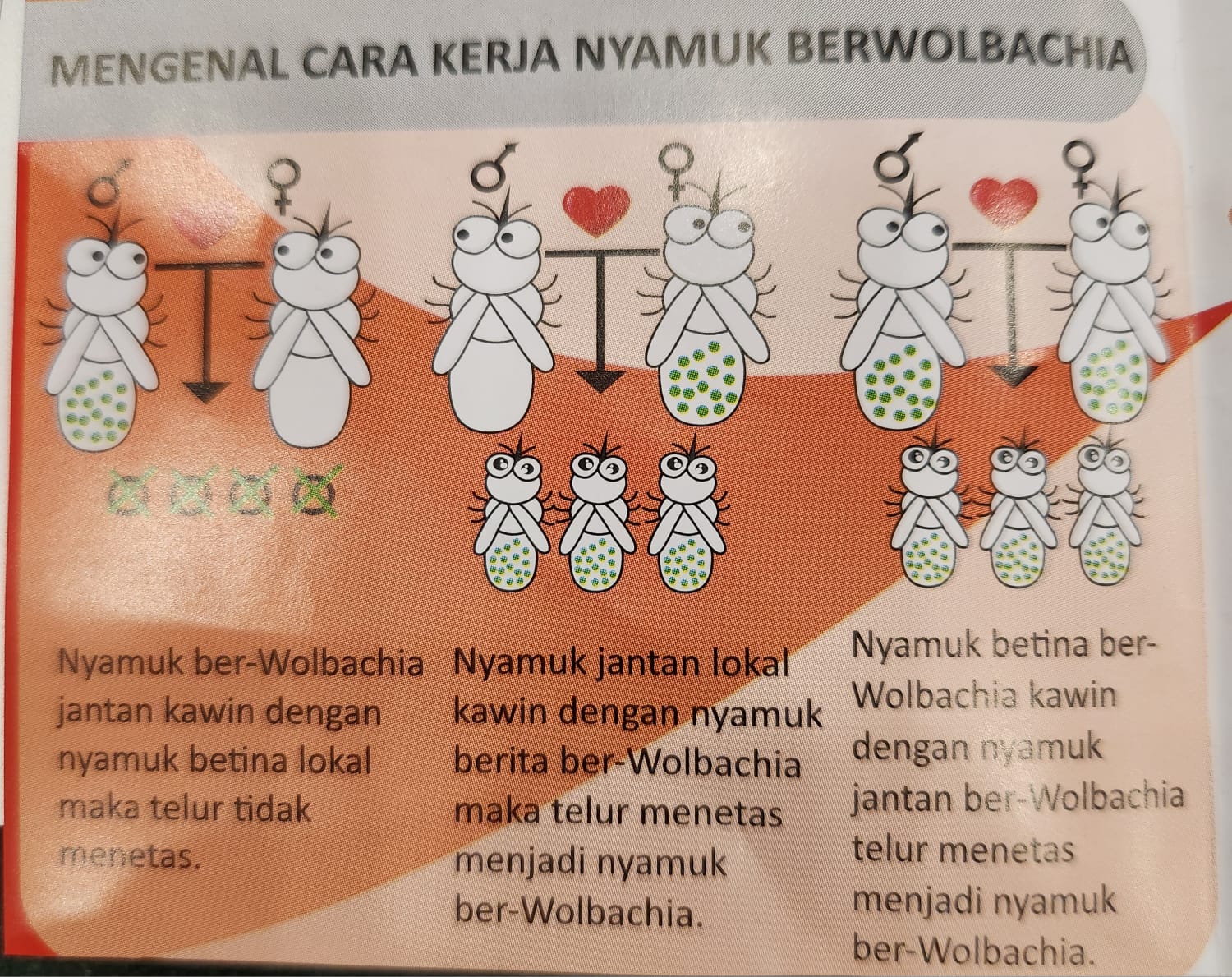nyamuk ber-wolbachia